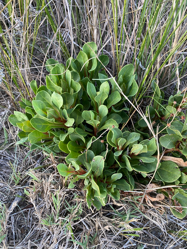 Limewater brookweed (Samolus ebracteatus)