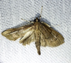Omiodes tristrialis