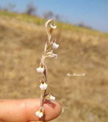 Schiedeella transversalis