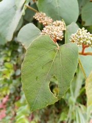 Cissus rhodotricha image