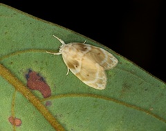 Schistophleps bipuncta