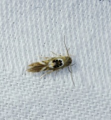 Hieromantis arcuata
