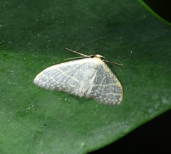 Idaea costiguttata