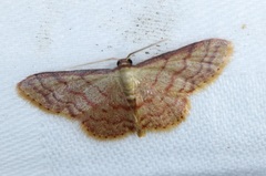 Idaea impexa