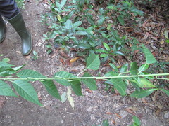 Deeringia amaranthoides
