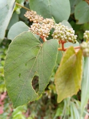 Cissus rhodotricha image