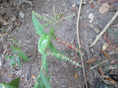 Deeringia amaranthoides