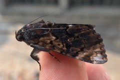 Catephia linteola