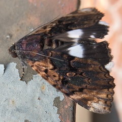 Catephia linteola