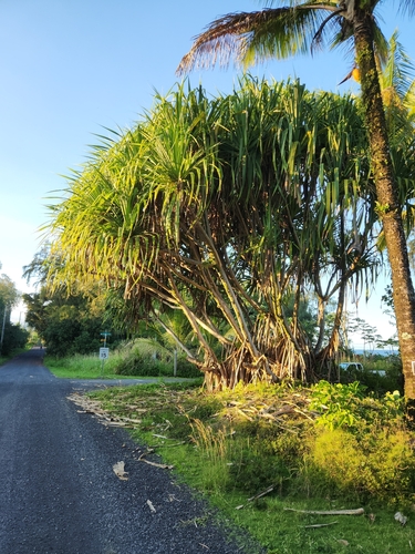 Pandanus tectorius observed 2026-01-11