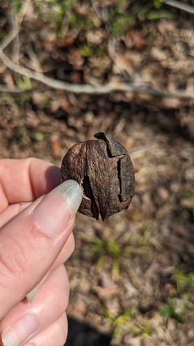 Carya X nussbaumeri