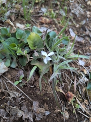 Viola hondoensis, photograph IMORI MIHO, CC BY, iNaturalist via GBIF