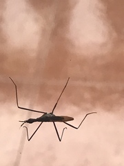 Neriidae