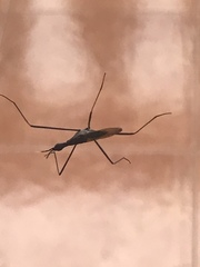 Neriidae