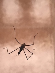 Neriidae