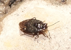 Saldidae