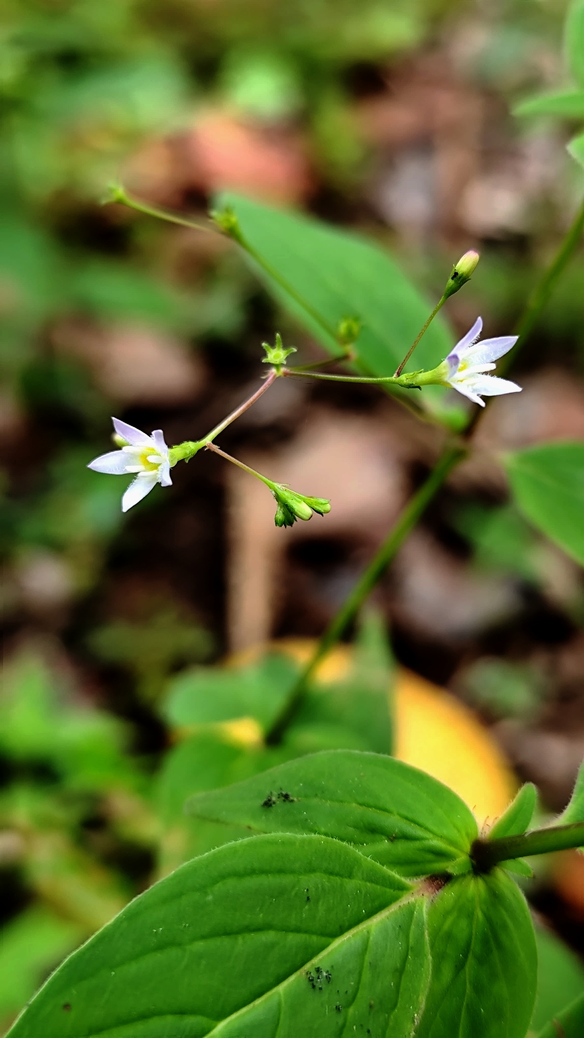 Leptoscela ruellioides