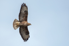 Buteo buteo