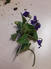 Viola hirta
