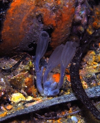 Clavelina moluccensis