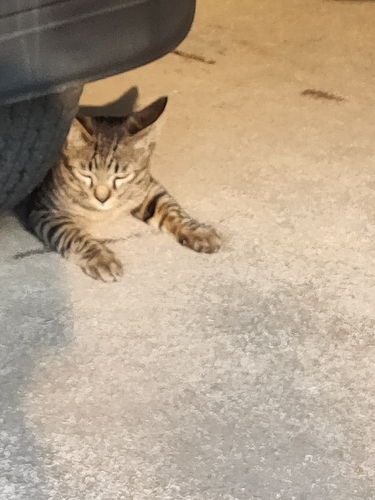 Domestic Cat