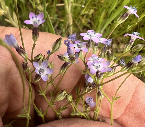scrub gilia (Gilia malior)