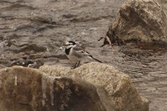 Motacilla alba ocularis