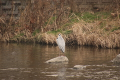 Ardea cinerea