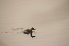 Tachybaptus ruficollis