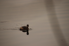 Tachybaptus ruficollis