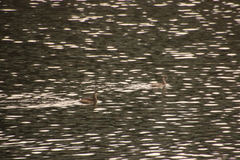 Tachybaptus ruficollis