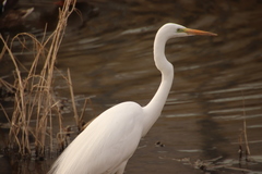 Ardea alba