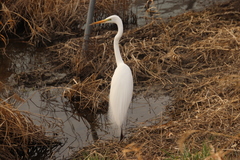 Ardea alba