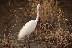 Ardea alba