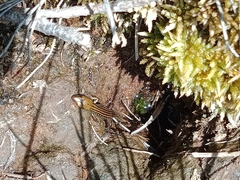 Eulamprus kosciuskoi