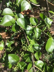 Strychnos psilosperma