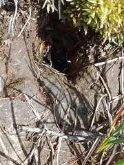 Eulamprus kosciuskoi