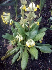 Primula veris