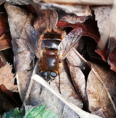 Tachina ursina