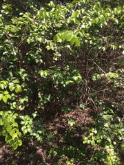 Strychnos psilosperma