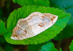 Somatina anthophilata