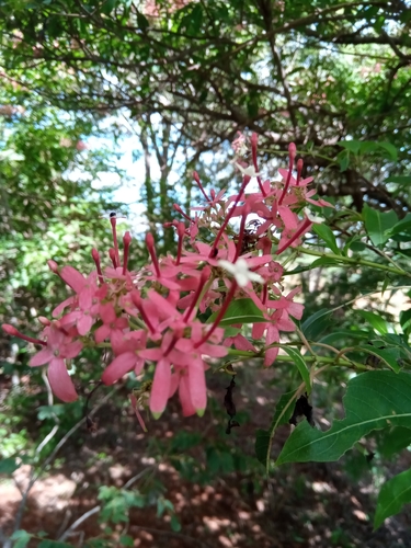 Paracarphalea kirondron image