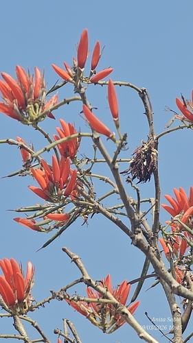 Indian coral tree