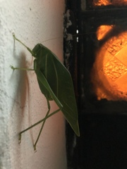 Microcentrum marginatum