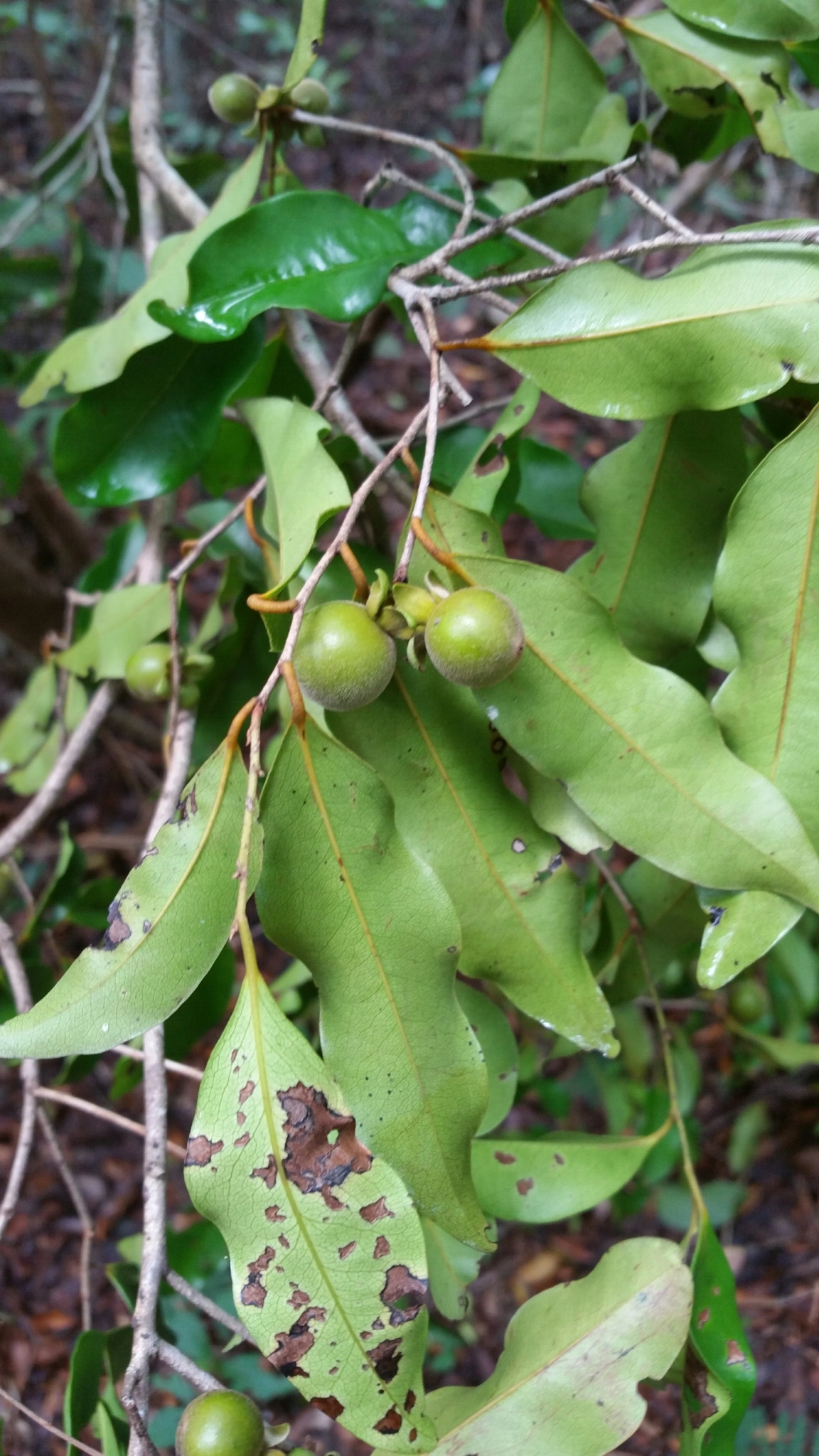 Diospyros pervillei