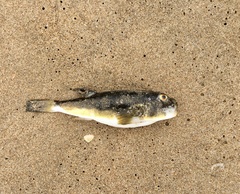 Amblyrhynchote honckenii