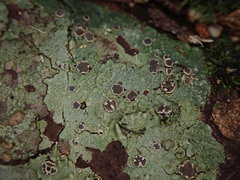 Eugeniella