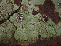 Eugeniella