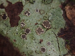 Eugeniella