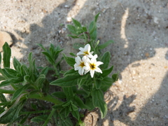 Tournefortia sibirica